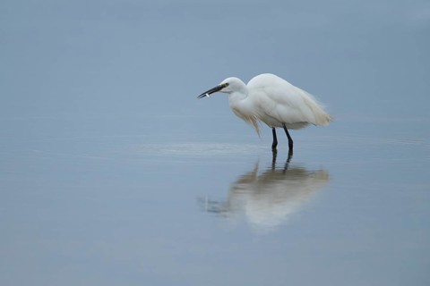 Little egret (Egretta garzetta) adult bird feeding on a fish in a shallow lagoon, RSPB Frampton
