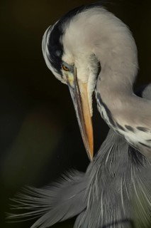 Grey heron (Ardea cinerea) adult bird preening its feathers, England, United Kingdom