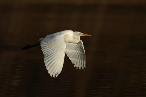Great white egret (Ardea alba) adult heron bird flying low over the water of a lake, England,