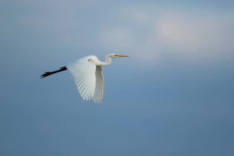 Great white egret (Ardea alba) adult heron bird in flight, RSPB Frampton marsh nature reserve,