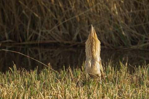 Great or Eurasian bittern (Botaurus stellaris) adult heron bird displaying in a reedbed in spring,