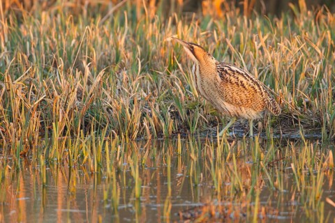 Great or Eurasian bittern (Botaurus stellaris) adult heron bird on the edge of a reedbed in spring,