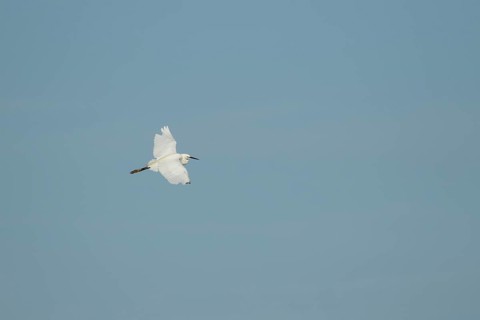 Little egret (Egretta garzetta) adult bird in flight, RSPB Minsmere nature reserve, Suffolk,