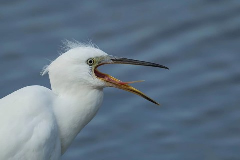Little egret (Egretta garzetta) adult bird with its beak open, RSPB Minsmere nature reserve,