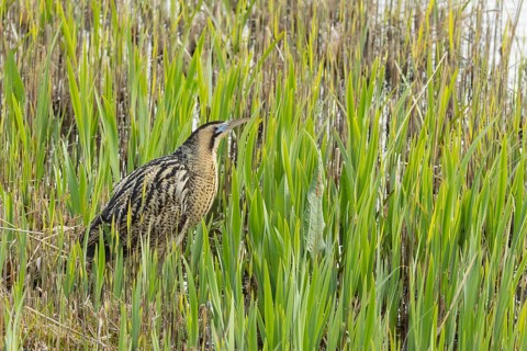 Great or Eurasian bittern (Botaurus stellaris) adult male heron bird in a reedbed in spring, RSPB