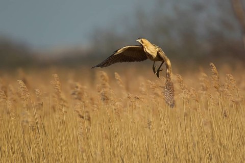 Great or Eurasian bittern (Botaurus stellaris) adult heron bird flying over a reedbed in spring,