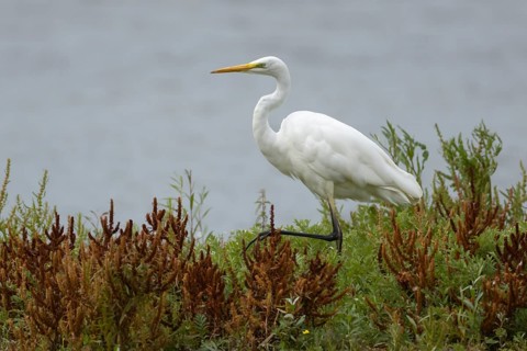 Great egret (Ardea alba) adult heron bird walking through plants on the edge of a lake in summer,