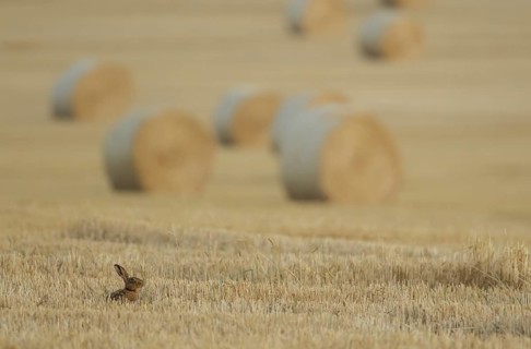 European brown hare (Lepus europaeus) adult mammal feeding in a farmland stubble field with straw