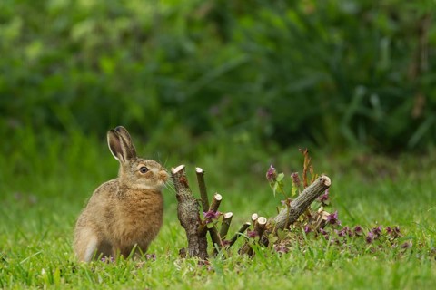 European brown hare (Lepus europaeus) juvenile baby leveret next to a rose bush plant in a garden