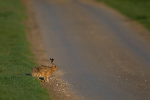 European brown hare (Lepus europaeus) adult mammal on the edge of a country road, England, United