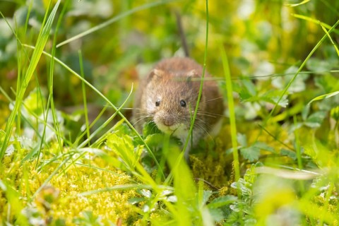 Field vole (Microtus agrestis) adult rodent mammal searching for food in grassland, England, United