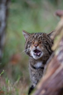 European wildcat (Felis silvestris) adult animal yawning, United Kingdom