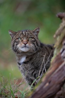 European wildcat (Felis silvestris) adult animal head portrait, United Kingdom