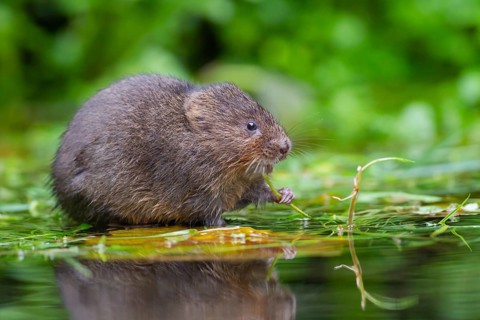 Water vole (Arvicola amphibius) adult mammal feeding on pond weed stems on a pond, England, United