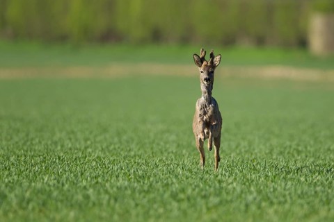 Roe deer (Capreolus capreolus) adult male roebuck buck running in a farmland cereal field, England,