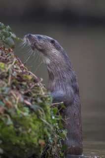 European otter (Lutra lutra) adult mammal on a river bank in spring, Norfolk, England, United