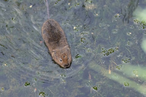 Water vole (Arvicola amphibius) adult mammal swimming across a pond, RSPB Minsmere nature reserve,