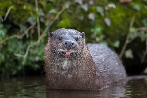 European otter (Lutra lutra) adult mammal standing in the water of a river comically amusing