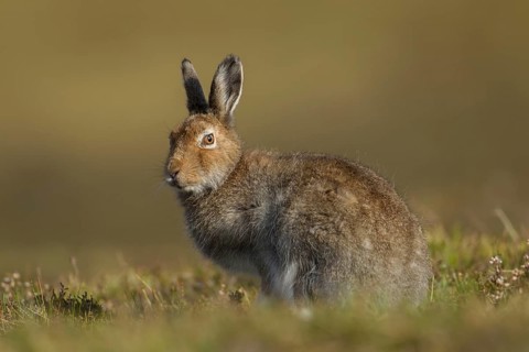 Mountain hare (Lepus timidus) adult mammal in summer coat stood on a mountain ridge, Scotland,
