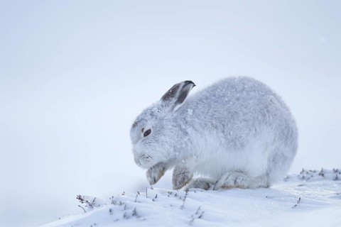 Mountain hare (Lepus timidus) adult mammal in winter coat searching for food on a snow covered