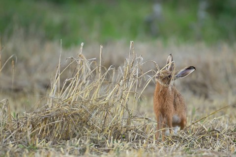 European brown hare (Lepus europaeus) adult mammal feeding on wheat sheaths in a farmland stubble