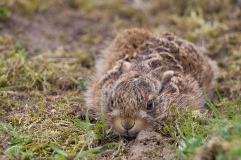 European brown hare (Lepus europaeus) juvenile baby leveret laying still in grassland in spring,