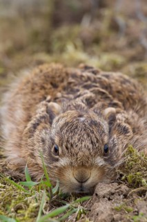 European brown hare (Lepus europaeus) juvenile baby leveret laying still in grassland in spring,