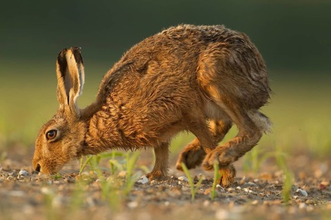 European brown hare (Lepus europaeus) adult mammal feeding in a farmland maize field in summer,