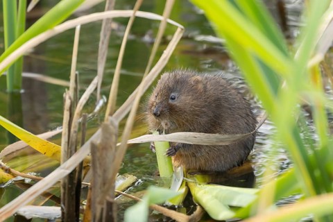 Water vole (Arvicola amphibius) adult mammal feeding on a reed stem in a pond, RSPB Minsmere nature