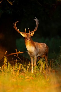 Fallow deer (Dama dama) adult male buck mammal roaring during the rutting season on the edge of a