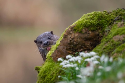 European otter (Lutra lutra) adult mammal on a river bank in spring, Norfolk, England, United