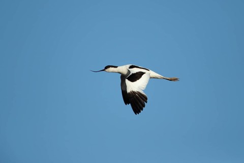 Pied avocet (Recurvirostra avosetta) adult wading bird in flight in summer, RSPB Titchwell nature
