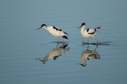 Pied avocet (Recurvirostra avosetta) two adult wading birds on a lagoon in summer, RSPB Titchwell