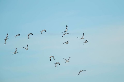 Pied avocet (Recurvirostra avosetta) adult wading birds flying in a flock in summer, RSPB Frampton
