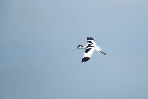 Pied avocet (Recurvirostra avosetta) adult wading bird calling in flight in spring, RSPB Minsmere