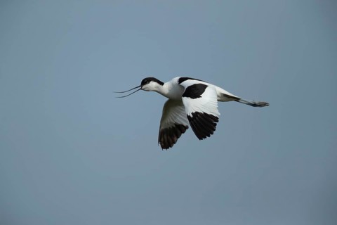 Pied avocet (Recurvirostra avosetta) adult wading bird calling in flight in summer, RSPB Minsmere