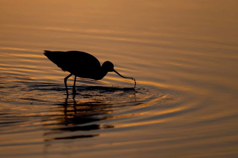 Pied avocet (Recurvirostra avosetta) adult wading bird feeding in a shallow lagoon silhouette at