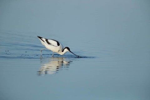 Pied avocet (Recurvirostra avosetta) adult wading bird feeding in a shallow lagoon in summer, RSPB