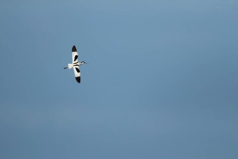 Pied avocet (Recurvirostra avosetta) adult wading bird in flight in spring, RSPB Minsmere nature