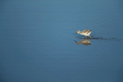 Pied avocet (Recurvirostra avosetta) juvenile baby wading bird in a shallow lagoon in summer, RSPB