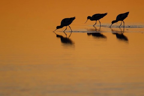 Pied avocet (Recurvirostra avosetta) three adult wading birds feeding in a lagoon silhouette at