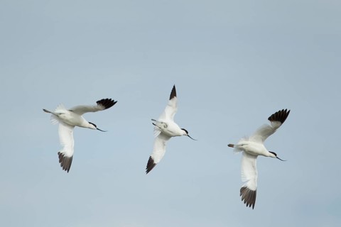 Pied avocet (Recurvirostra avosetta) three adult wading birds flying, England, United Kingdom