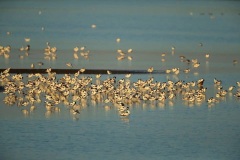 Pied avocet (Recurvirostra avosetta) adult wading birds in a flock on a lagoon in summer, RSPB