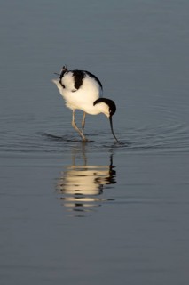 Pied avocet (Recurvirostra avosetta) adult wading bird feeding in a shallow lagoon in summer, RSPB