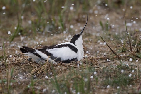 Pied avocet (Recurvirostra avosetta) adult wading bird sitting on a nest in a hail storm in spring,