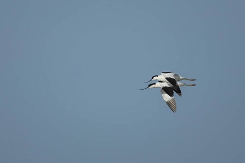 Pied avocet (Recurvirostra avosetta) two adult wading birds in flight in spring, RSPB Minsmere