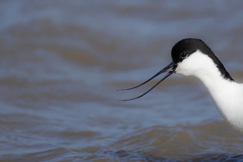 Pied avocet (Recurvirostra avosetta) adult wading bird calling on a lagoon, RSPB Titchwell nature