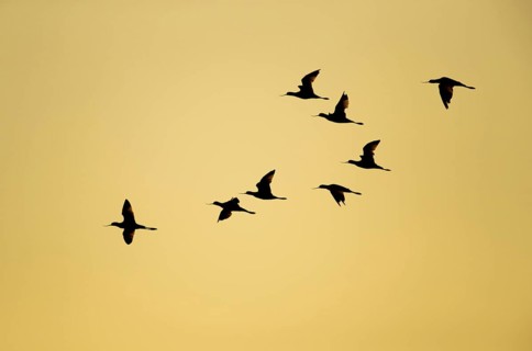 Pied avocet (Recurvirostra avosetta) eight adult wading birds flying in a flock silhouette at