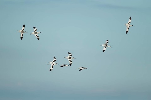 Pied avocet (Recurvirostra avosetta) eight adult wading birds flying in a flock in summer, RSPB