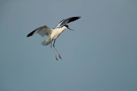 Pied avocet (Recurvirostra avosetta) adult wading bird in flight on approach to land in summer,